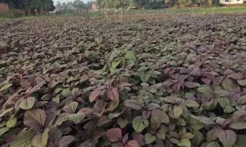 പുകയില കൃഷി ഓര്മ്മയാകുന്നു, അജാനൂരിലെ പൂഴിപ്പാടങ്ങളില് ചീര സമൃദ്ധി പുകയില കൃഷി ഓര്മ്മയാകുന്നു, അജാനൂരിലെ പൂഴിപ്പാടങ്ങളില് ചീര സമൃദ്ധി