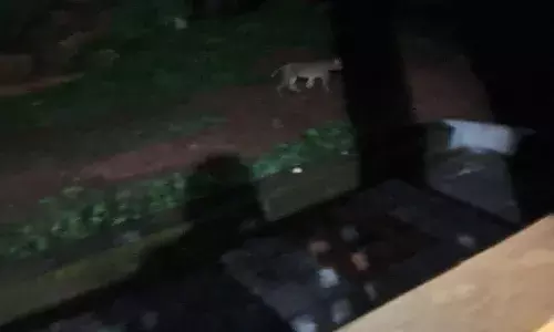 കരിപ്പോടിയിൽ കണ്ടത് പുലിയോ കാട്ടുപൂച്ചയോ? കാട് മൂടികിടക്കുന്ന ആൾപാർപ്പില്ലാത്ത പറമ്പ് ഭീഷണിയാകുന്നു വെന്ന് നാട്ടുകാർ കരിപ്പോടിയിൽ കണ്ടത് പുലിയോ കാട്ടുപൂച്ചയോ? കാട് മൂടികിടക്കുന്ന ആൾപാർപ്പില്ലാത്ത പറമ്പ് ഭീഷണിയാകുന്നു വെന്ന് നാട്ടുകാർ