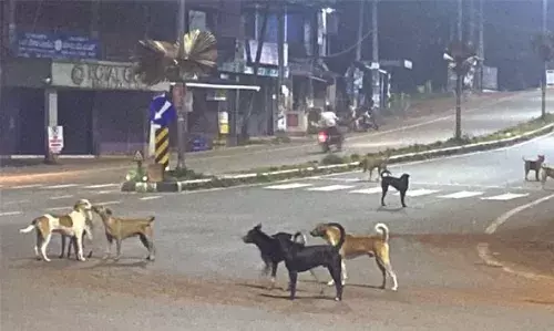 നരനായാട്ടുമായി തെരുവുനായകള്: ചികിത്സ തേടുന്നവരുടെ എണ്ണം കൂടി നരനായാട്ടുമായി തെരുവുനായകള്: ചികിത്സ തേടുന്നവരുടെ എണ്ണം കൂടി