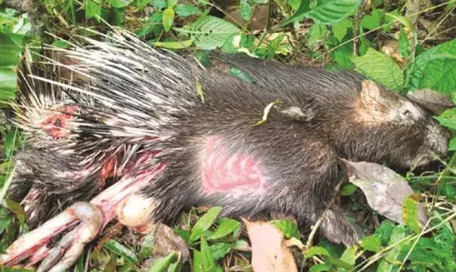 പുലിഭീതി മാറാതെ അടുക്കത്തൊട്ടി; മുള്ളന്‍ പന്നിയെ കടിച്ചുകൊന്നു