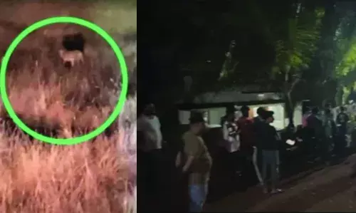 തേടിയ പുലി കണ്‍മുന്നില്‍!!   ബോവിക്കാനത്ത് പുലി വിളയാട്ടം