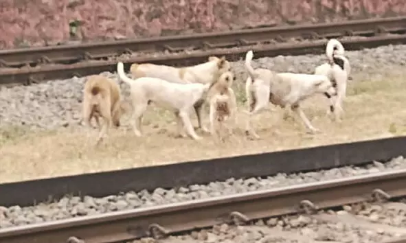 കാഞ്ഞങ്ങാട്ട് തെരുവ് നായകളുടെ വിളയാട്ടം വീണ്ടും വ്യാപകമാകുന്നു