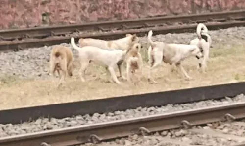 കാഞ്ഞങ്ങാട്ട് തെരുവ് നായകളുടെ വിളയാട്ടം വീണ്ടും വ്യാപകമാകുന്നു കാഞ്ഞങ്ങാട്ട് തെരുവ് നായകളുടെ വിളയാട്ടം വീണ്ടും വ്യാപകമാകുന്നു