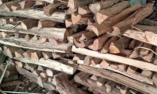 കാട്ടുവിറകിന് ക്ഷാമം; വില്പന ഡിപ്പോകള് പ്രതിസന്ധിയില് കാട്ടുവിറകിന് ക്ഷാമം; വില്പന ഡിപ്പോകള് പ്രതിസന്ധിയില്