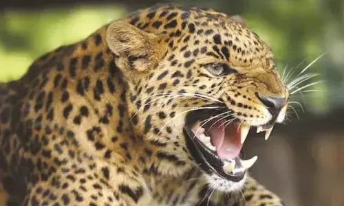 കാഞ്ഞങ്ങാടിന്റെ സമീപപ്രദേശങ്ങളില് പുലികളെ കാണുന്നത് പതിവാകുന്നു കാഞ്ഞങ്ങാടിന്റെ സമീപപ്രദേശങ്ങളില് പുലികളെ കാണുന്നത് പതിവാകുന്നു