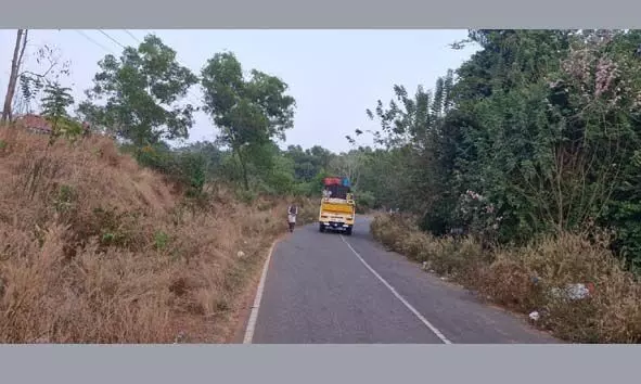 റോഡ് മറച്ച് കാടുവളര്‍ന്നു; മാലിന്യം തള്ളുന്നതും പതിവായി, കമ്പാര്‍ റോഡില്‍ ദുരിതം