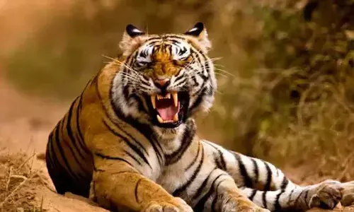 മാനന്തവാടിയില് കടുവ ആക്രമണം; കാപ്പിക്കുരു പറിക്കാന് പോയ സ്ത്രീയെ കൊന്നു മാനന്തവാടിയില് കടുവ ആക്രമണം; കാപ്പിക്കുരു പറിക്കാന് പോയ സ്ത്രീയെ കൊന്നു