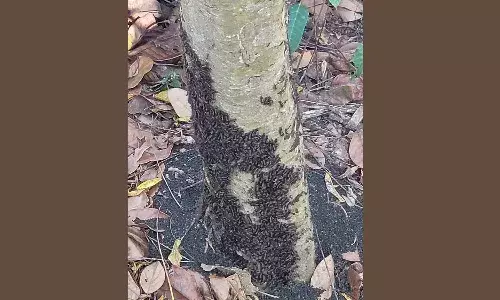 കുട്ടികള്‍ക്ക് അനുഭവപ്പെട്ട ചൊറിച്ചില്‍ വൈറസ് മൂലമെന്ന് വ്യാജപ്രചരണം; അധ്യാപകര്‍ പരക്കംപാഞ്ഞു