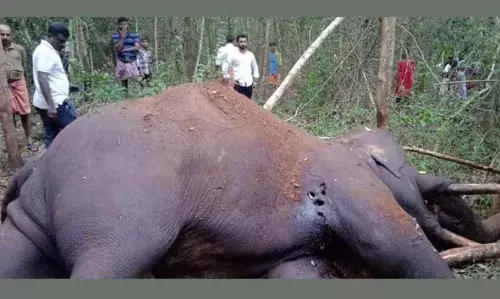 അഡൂര്‍ തലപ്പച്ചേരിക്ക് സമീപം വനത്തില്‍ ആന ചരിഞ്ഞ നിലയില്‍