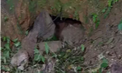 കൊളത്തൂരില് തുരങ്കത്തില് കുടുങ്ങിയ പുലി രക്ഷപ്പെട്ടു കൊളത്തൂരില് തുരങ്കത്തില് കുടുങ്ങിയ പുലി രക്ഷപ്പെട്ടു