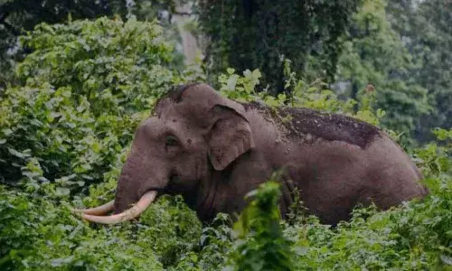 വീണ്ടും കാട്ടാന ആക്രമണം; ചിന്നാര്‍ വന്യജീവി സങ്കേതത്തില്‍ മധ്യവയസ്‌ക്കനെ കൊലപ്പെടുത്തി