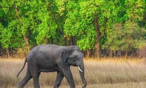 വീണ്ടും ജീവനെടുത്ത് കാട്ടാന: വയനാട്ടില് 27കാരന് കൊല്ലപ്പെട്ടു വീണ്ടും ജീവനെടുത്ത് കാട്ടാന: വയനാട്ടില് 27കാരന് കൊല്ലപ്പെട്ടു