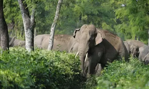 കാട്ടാന ആക്രമണം തുടരുന്നു; വയനാട്ടില് യുവാവിന് ദാരുണാന്ത്യം കാട്ടാന ആക്രമണം തുടരുന്നു; വയനാട്ടില് യുവാവിന് ദാരുണാന്ത്യം