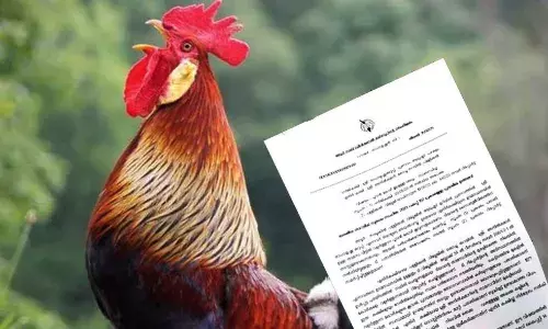 പുലര്ച്ചെ കോഴി കൂവി ഉറക്കംകെടുത്തുവെന്ന് പരാതി: കൂട് മാറ്റാന് ആര്.ഡി.ഒ ഉത്തരവ് പുലര്ച്ചെ കോഴി കൂവി ഉറക്കംകെടുത്തുവെന്ന് പരാതി: കൂട് മാറ്റാന് ആര്.ഡി.ഒ ഉത്തരവ്