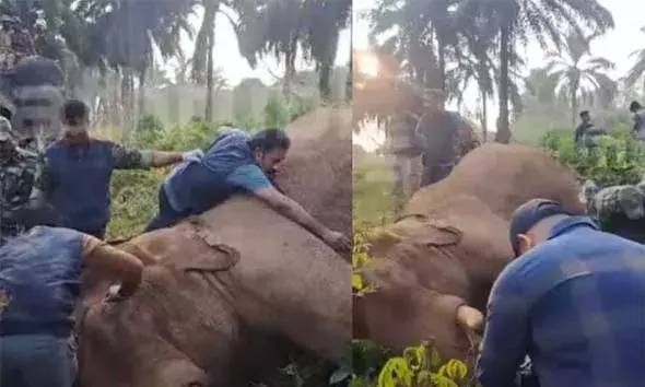 മസ്തകത്തില്‍ മുറിവേറ്റ കൊമ്പനാനയെ മയക്കുവെടിവെച്ചു: വാഹനത്തില്‍ കയറ്റി; ദൗത്യം വിജയം