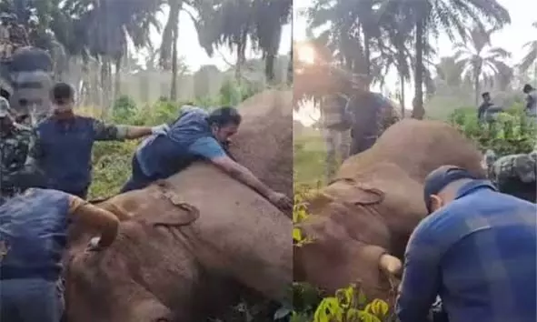 മസ്തകത്തില് മുറിവേറ്റ കൊമ്പനാനയെ മയക്കുവെടിവെച്ചു: വാഹനത്തില് കയറ്റി; ദൗത്യം വിജയം മസ്തകത്തില് മുറിവേറ്റ കൊമ്പനാനയെ മയക്കുവെടിവെച്ചു: വാഹനത്തില് കയറ്റി; ദൗത്യം വിജയം