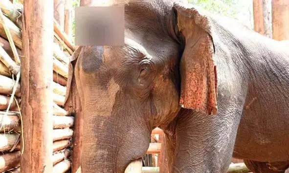 മസ്തകത്തില് മുറിവേറ്റ് ചികിത്സയിലായിരുന്ന കൊമ്പന് ചരിഞ്ഞു മസ്തകത്തില് മുറിവേറ്റ് ചികിത്സയിലായിരുന്ന കൊമ്പന് ചരിഞ്ഞു