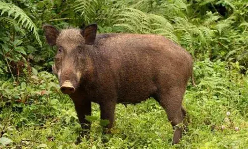 കാട്ടുപന്നിയുടെ കുത്തേറ്റു : പാനൂരിൽ കർഷകന് ദാരുണാന്ത്യം