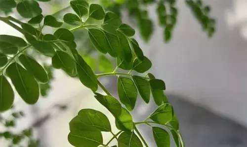 മുരിങ്ങയിലയുടെ ആരോഗ്യ ഗുണങ്ങള്‍ അറിയാം