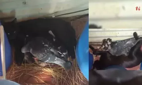 സ്നേഹത്തിന് അതിരുകളില്ല; അമ്മ പൂച്ചയ്ക്കും കുഞ്ഞുങ്ങള്ക്കും കൂടൊരുക്കുന്ന പ്രാവിന്റെ ഹൃദയസ്പര്ശിയായ വിഡിയോ വൈറല് സ്നേഹത്തിന് അതിരുകളില്ല; അമ്മ പൂച്ചയ്ക്കും കുഞ്ഞുങ്ങള്ക്കും കൂടൊരുക്കുന്ന പ്രാവിന്റെ ഹൃദയസ്പര്ശിയായ വിഡിയോ വൈറല്