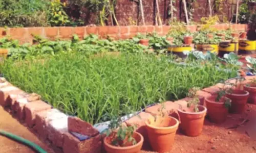 ടാര്പോളിന് ഷീറ്റില് നെല്കൃഷി വിളയിച്ച് കര്ഷകന് ടാര്പോളിന് ഷീറ്റില് നെല്കൃഷി വിളയിച്ച് കര്ഷകന്