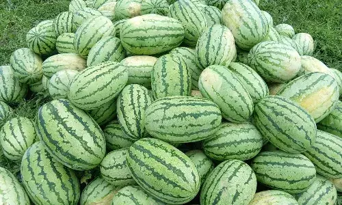 ചൂടും റമദാനും; പഴവര്ഗങ്ങളില് തണ്ണിമത്തനാണ് താരം ചൂടും റമദാനും; പഴവര്ഗങ്ങളില് തണ്ണിമത്തനാണ് താരം