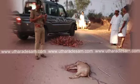 കട്ടത്തടുക്കയില്‍ പന്നി ബൈക്കിന് നേരെ ചാടി; നിയന്ത്രണം വിട്ട് റോഡിലേക്ക് തെറിച്ചുവീണ പള്ളി ഖത്തീബിന് ഗുരുതരം