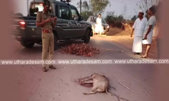 കട്ടത്തടുക്കയില് പന്നി ബൈക്കിന് നേരെ ചാടി; നിയന്ത്രണം വിട്ട് റോഡിലേക്ക് തെറിച്ചുവീണ പള്ളി ഖത്തീബിന് ഗുരുതരം കട്ടത്തടുക്കയില് പന്നി ബൈക്കിന് നേരെ ചാടി; നിയന്ത്രണം വിട്ട് റോഡിലേക്ക് തെറിച്ചുവീണ പള്ളി ഖത്തീബിന് ഗുരുതരം