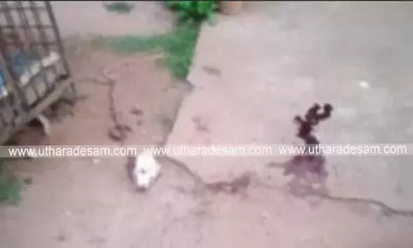 ഇരിയണ്ണിയില്‍ വീട്ടുമുറ്റത്തെ ചങ്ങലയില്‍ കെട്ടിയിട്ട നായയെ പുലി കടിച്ചുകൊന്നു; പ്രദേശവാസികള്‍ ഭീതിയില്‍