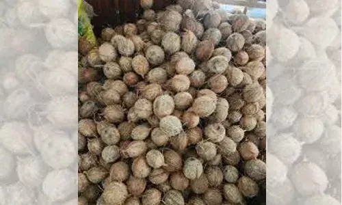 റെക്കോഡുകള് ഭേദിച്ച് തേങ്ങ വില കുതിക്കുന്നു റെക്കോഡുകള് ഭേദിച്ച് തേങ്ങ വില കുതിക്കുന്നു