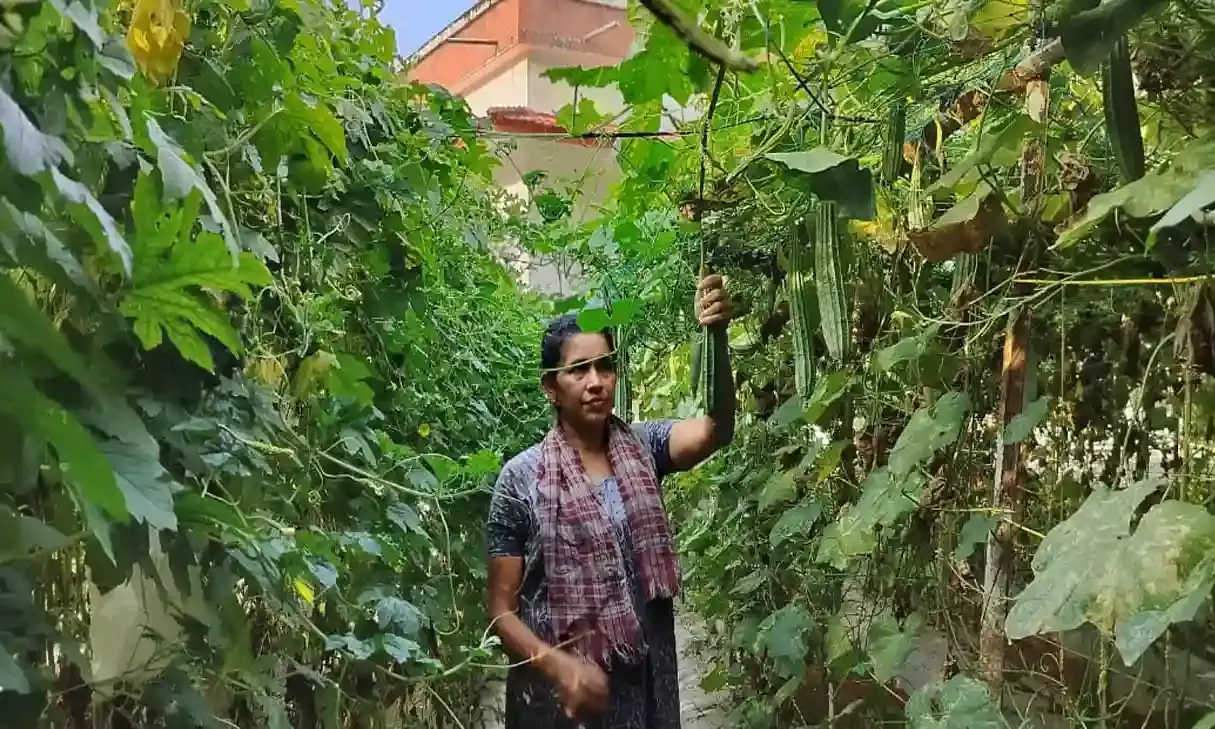 വീട്ടിലെ വിഷരഹിത പച്ചക്കറി; ഗീതയുടെ ആശയം ഏറ്റെടുത്ത് ഒരു നാട്