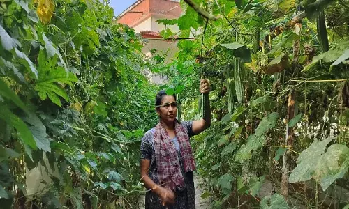 വീട്ടിലെ വിഷരഹിത പച്ചക്കറി; ഗീതയുടെ ആശയം ഏറ്റെടുത്ത് ഒരു നാട് വീട്ടിലെ വിഷരഹിത പച്ചക്കറി; ഗീതയുടെ ആശയം ഏറ്റെടുത്ത് ഒരു നാട്