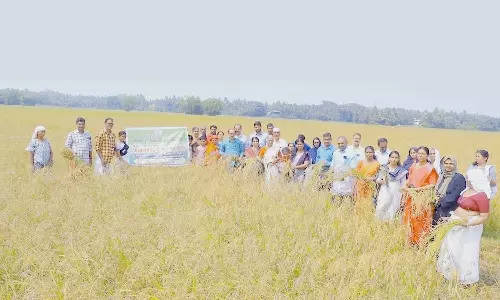 കൃഷിക്കൂട്ടം ഒരുക്കിയ തരിശ് നെല്കൃഷിയില് നൂറ് മേനി വിളവ് കൃഷിക്കൂട്ടം ഒരുക്കിയ തരിശ് നെല്കൃഷിയില് നൂറ് മേനി വിളവ്