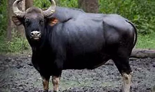 മുളിയാര്‍ കടുമനയിലെ വീട്ടുമുറ്റത്ത് കാട്ടുപോത്ത്