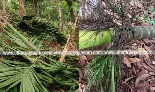 ഇടവേളയ്ക്കുശേഷം വീണ്ടും കാട്ടാനയുടെ വിളയാട്ടം; വിളകള്‍ നശിപ്പിച്ചു; പനത്തടിയില്‍ കര്‍ഷകര്‍ ഭീതിയില്‍