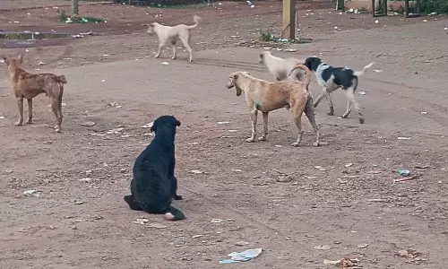 ഇനിയും പരിഹാരമാവാതെ തെരുവുനായ ശല്യം; എ.ബി.സി കേന്ദ്രങ്ങളുടെ പണിയും കൂടുകളുടെ നിര്മ്മാണവും അവസാന ഘട്ടത്തിലെന്ന് അധികൃതര് ഇനിയും പരിഹാരമാവാതെ തെരുവുനായ ശല്യം; എ.ബി.സി കേന്ദ്രങ്ങളുടെ പണിയും കൂടുകളുടെ നിര്മ്മാണവും അവസാന ഘട്ടത്തിലെന്ന് അധികൃതര്