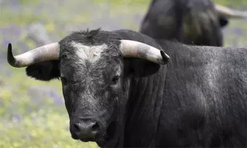ചിത്താരിയില് സ്വകാര്യവ്യക്തിയുടെ പറമ്പില് കെട്ടിയിരുന്ന രണ്ട് കാളകളെ മോഷ്ടിച്ച് കടത്തിയതായി പരാതി ചിത്താരിയില് സ്വകാര്യവ്യക്തിയുടെ പറമ്പില് കെട്ടിയിരുന്ന രണ്ട് കാളകളെ മോഷ്ടിച്ച് കടത്തിയതായി പരാതി
