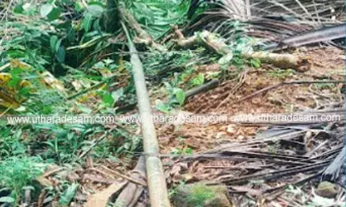 പനത്തടിയില് വീണ്ടും കാട്ടാനകളിറങ്ങി; കവുങ്ങുകള് വ്യാപകമായി നശിപ്പിച്ചു പനത്തടിയില് വീണ്ടും കാട്ടാനകളിറങ്ങി; കവുങ്ങുകള് വ്യാപകമായി നശിപ്പിച്ചു