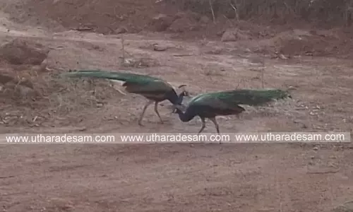 കാട്ടുപന്നി, മയില്, പെരുച്ചാഴി, കുറുക്കന്...; കര്ഷകരുടെ കാര്യം കഷ്ടമാണ് കാട്ടുപന്നി, മയില്, പെരുച്ചാഴി, കുറുക്കന്...; കര്ഷകരുടെ കാര്യം കഷ്ടമാണ്