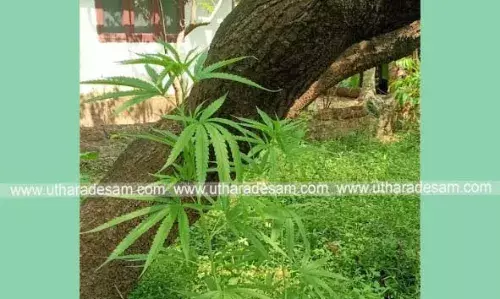 ചെറുവത്തൂര് കൊവ്വലില് കഞ്ചാവ് ചെടി കണ്ടെത്തി; എക് സൈസ് കേസെടുത്ത് അന്വേഷണം തുടങ്ങി ചെറുവത്തൂര് കൊവ്വലില് കഞ്ചാവ് ചെടി കണ്ടെത്തി; എക് സൈസ് കേസെടുത്ത് അന്വേഷണം തുടങ്ങി