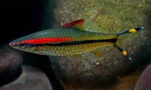 മിസ് കേരള എന്ന സംരക്ഷിത വിഭാഗത്തിലുള്‍പ്പെട്ട മത്സ്യത്തെ പിടികൂടി; 4 പേര്‍ അറസ്റ്റില്‍