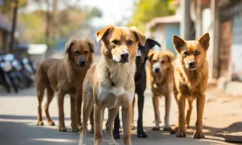 തെരുവുനായയുടെ കടിയേറ്റ അഞ്ചര വയസുകാരിക്ക് പ്രതിരോധ വാക്‌സിന്‍ എടുത്ത ശേഷവും പേവിഷബാധ