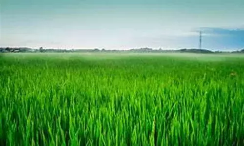 അറുതിയില്ലാത്ത കര്ഷക ദുരിതങ്ങള് അറുതിയില്ലാത്ത കര്ഷക ദുരിതങ്ങള്