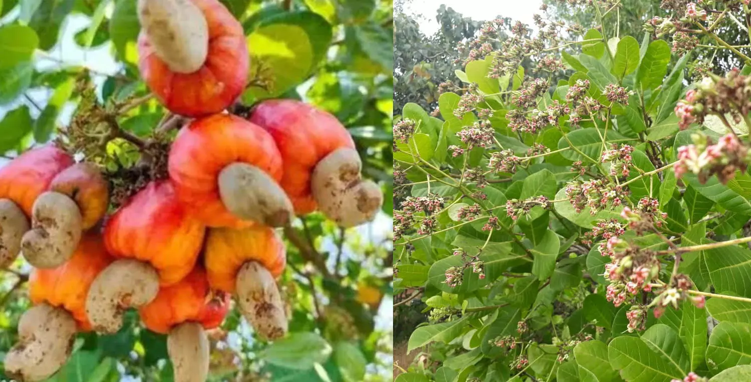 കശുവണ്ടി വില താഴോട്ട്; കര്ഷകര് പ്രതിസന്ധിയില് കശുവണ്ടി വില താഴോട്ട്; കര്ഷകര് പ്രതിസന്ധിയില്