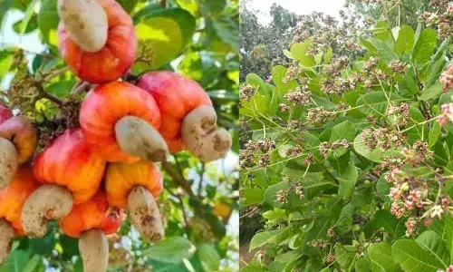 കശുവണ്ടി വില താഴോട്ട്; കര്ഷകര് പ്രതിസന്ധിയില് കശുവണ്ടി വില താഴോട്ട്; കര്ഷകര് പ്രതിസന്ധിയില്