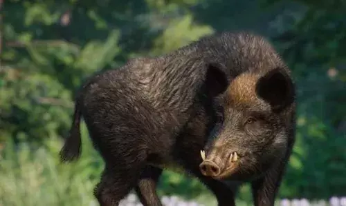 കാട്ടുപന്നികള്‍ കുറുകെ ചാടി; ബോവിക്കാനത്ത് ബൈക്ക് മറിഞ്ഞ് പരിക്ക്‌