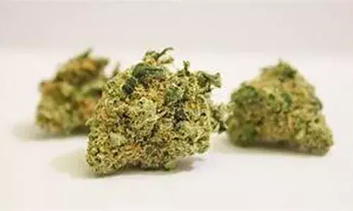 വാഹനത്തില് കഞ്ചാവ് വില്ക്കാനെത്തിയ യുവാവ് പിടിയില് വാഹനത്തില് കഞ്ചാവ് വില്ക്കാനെത്തിയ യുവാവ് പിടിയില്