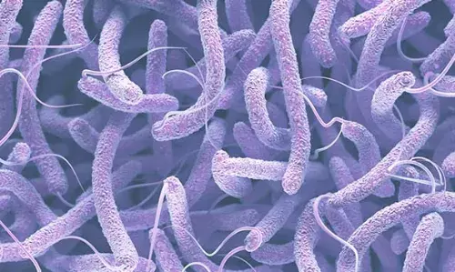 സംസ്ഥാനത്ത് വീണ്ടും കോളറ സ്ഥിരീകരിച്ചു; രോഗി ഗുരുതരാവസ്ഥയില് വെന്റിലേറ്ററില് സംസ്ഥാനത്ത് വീണ്ടും കോളറ സ്ഥിരീകരിച്ചു; രോഗി ഗുരുതരാവസ്ഥയില് വെന്റിലേറ്ററില്