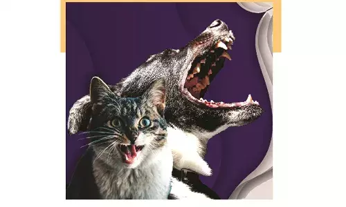 പേ പിടിച്ചുള്ള ദാരുണമരണത്തിലേക്ക് ജനങ്ങളെ തള്ളി വിടരുത് പേ പിടിച്ചുള്ള ദാരുണമരണത്തിലേക്ക് ജനങ്ങളെ തള്ളി വിടരുത്