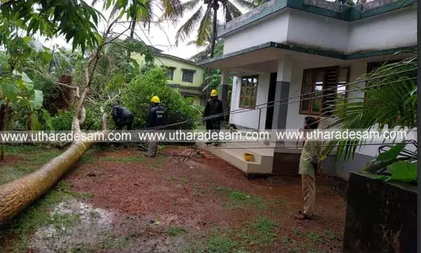 കന്യപ്പാടിയില്‍ വീടിന് സമീപത്തെ മരംകടപുഴകി വീണ് വൈദ്യുതി ലൈന്‍ പൊട്ടി വീണു